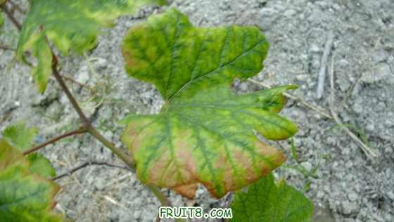 DSCF0778.JPG
