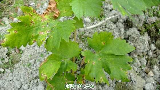 DSCF0760.JPG
