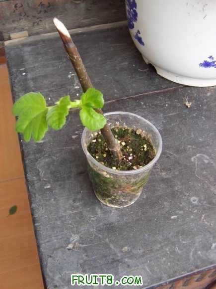 ������С 100_4765.jpg