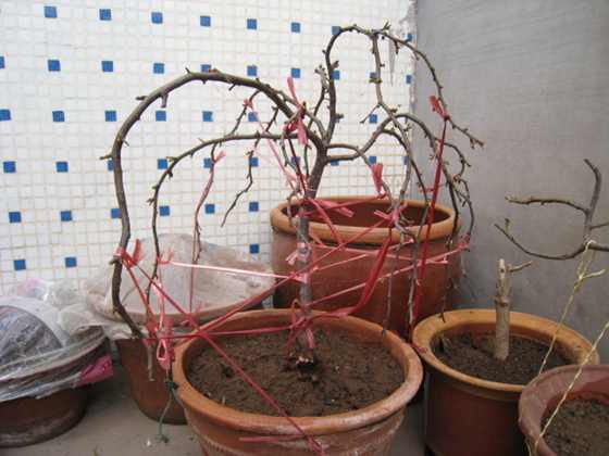 Ƭ 036.jpg
