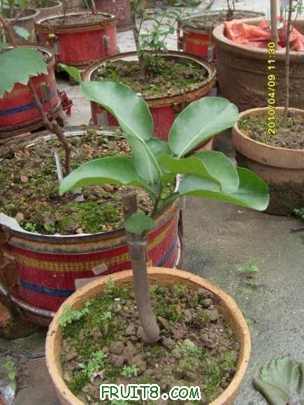 ������С SI855330.JPG