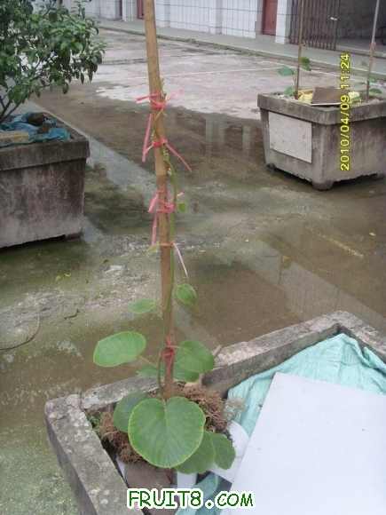 С SI855303.JPG