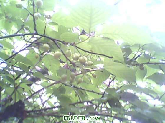 IMG0451A.jpg