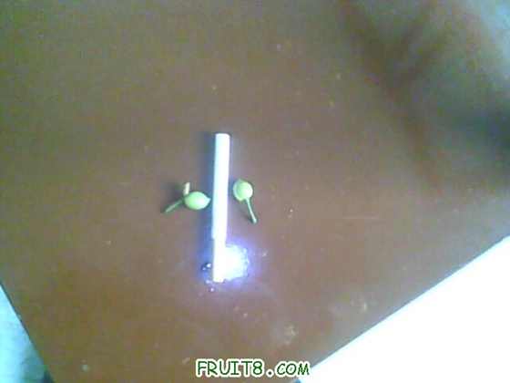 IMG0453A.jpg