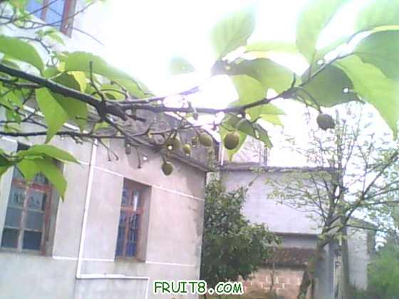 IMG0448A.jpg
