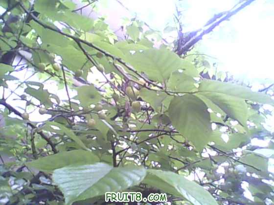 IMG0450A.jpg