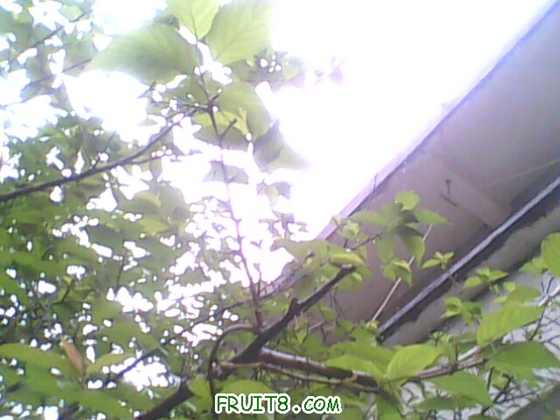 IMG0447A.jpg