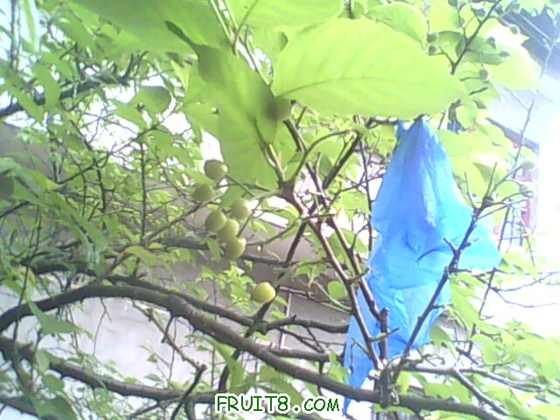 IMG0449A.jpg