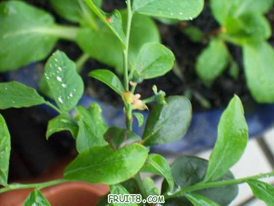 ����ֶ�������