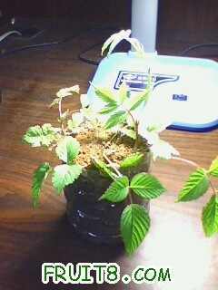 IMG0294A.jpg