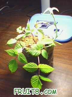 IMG0295A.jpg