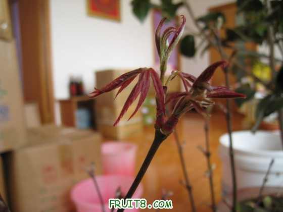 Ƭ 064.jpg