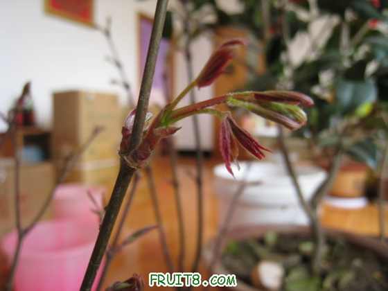Ƭ 062.jpg