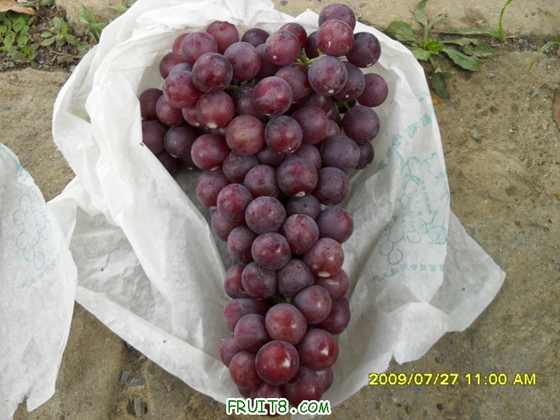SDC12300.JPG