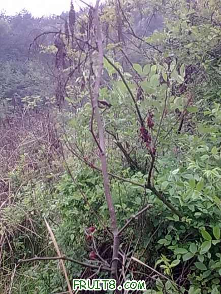 20100413_008.jpg