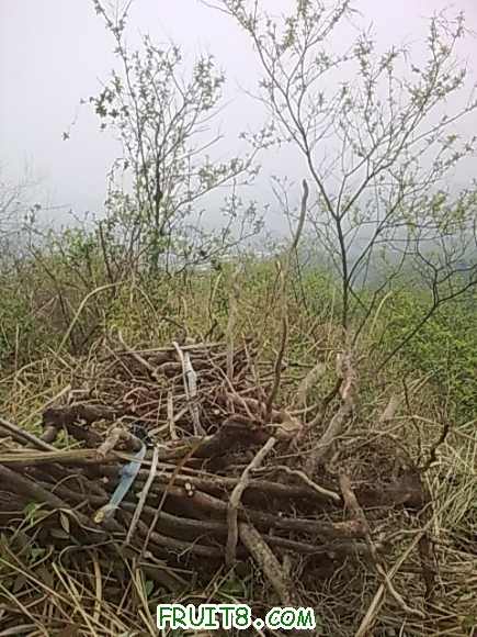 20100413_010.jpg