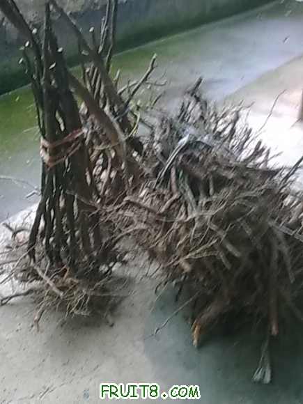 20100414_002.jpg