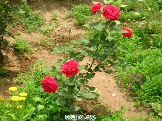 DSCN2647.JPG