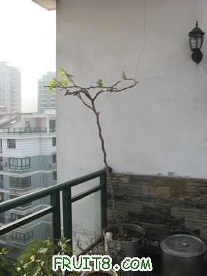 Ƭ20100417 021.jpg