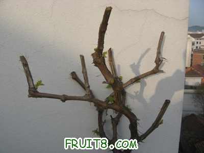 Ƭ20100417 017.jpg