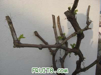 Ƭ20100417 018.jpg