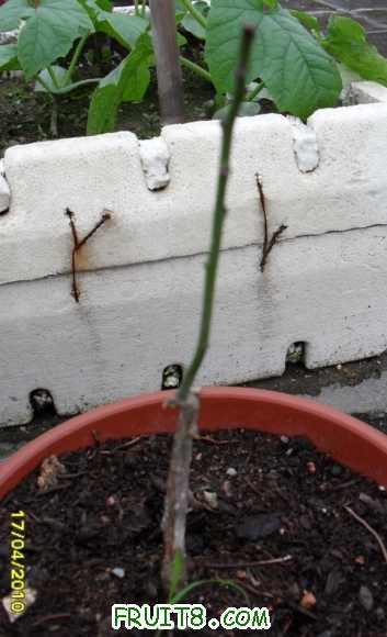 ���������ɣ���������Ҳû�г�ѿѿ