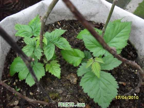 ��ݮ��������