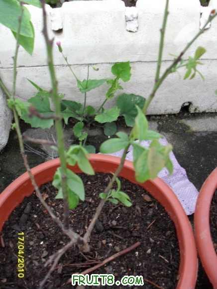 ������ⲻ֪����ô�����а�ѿή��