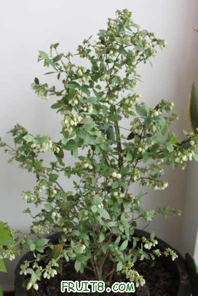 Blueberry1.jpg