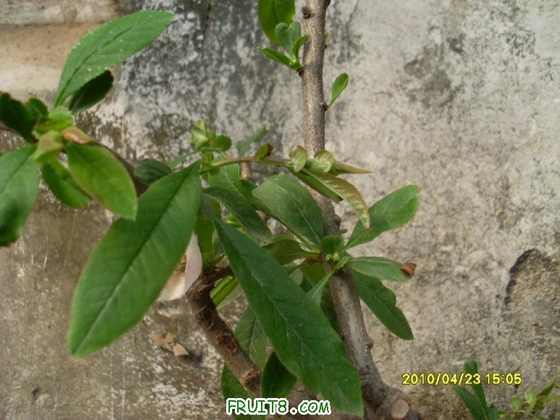 SL371113.JPG