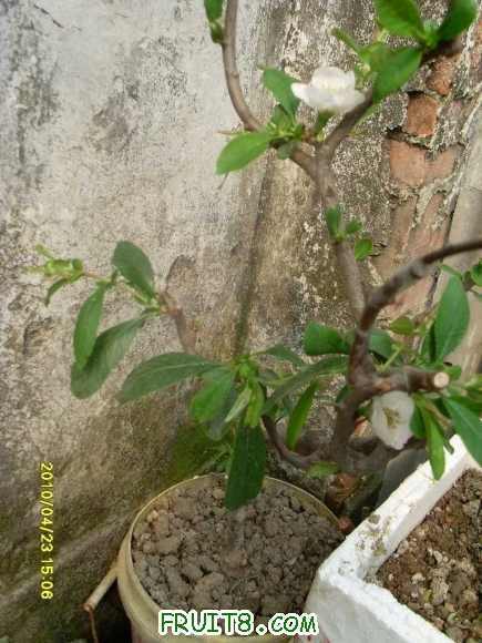 SL371115.JPG