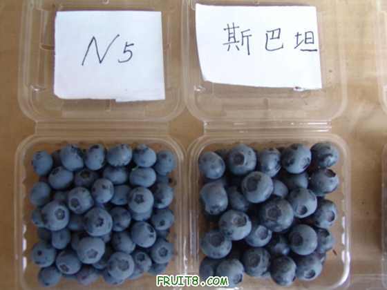 ��ݮ��ʵ