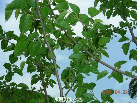 DSCN8221.JPG