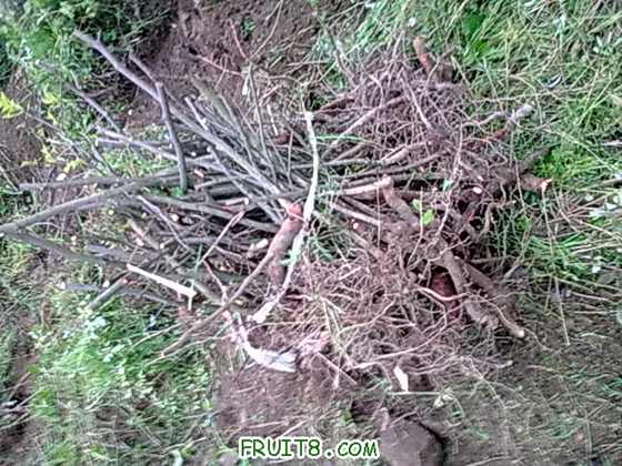 20100418.jpg