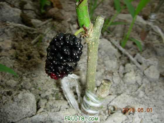 DSCN8386.JPG