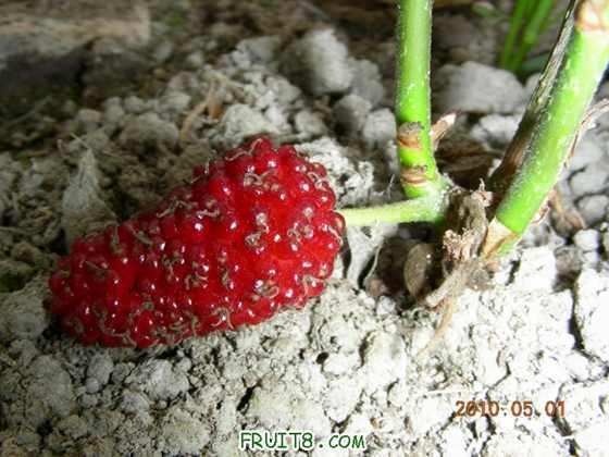 DSCN8387.JPG