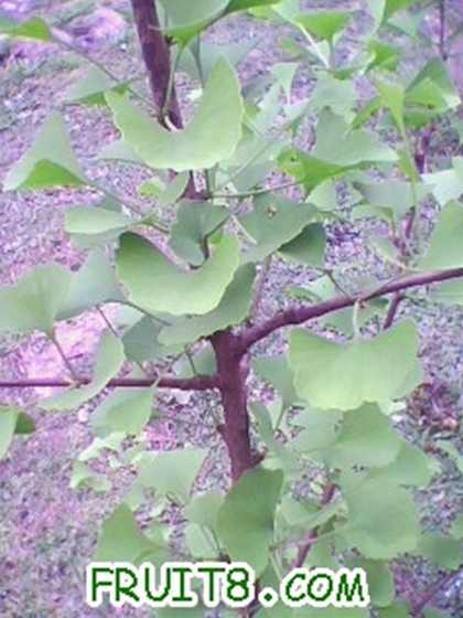 IMG0309A.jpg