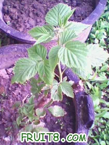 ��ݮ