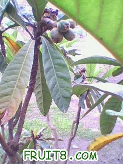 IMG0313A.jpg