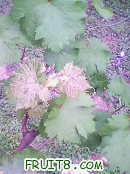 IMG0305A.jpg