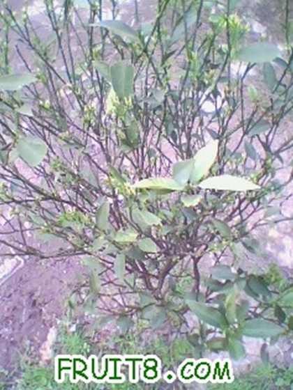 ��ۣ�Ҷ�ӵ����ˣ��ֳ���Ҷ��
