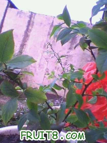 IMG0319A.jpg