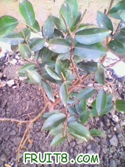 IMG0324A.jpg