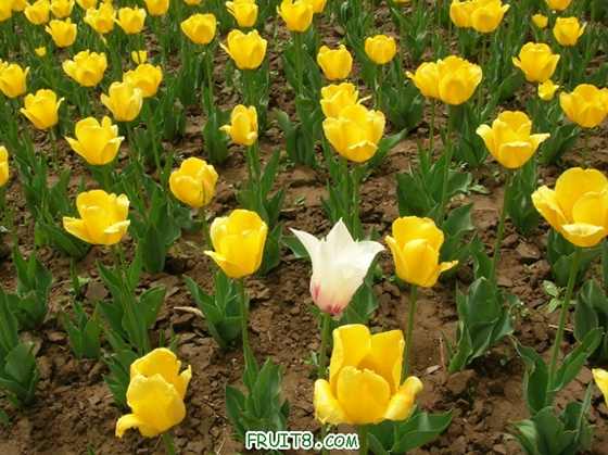 DSCN5016_С.JPG