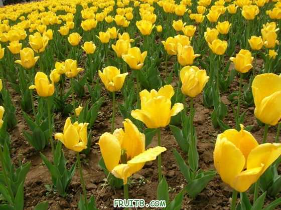 DSCN5015_С.JPG