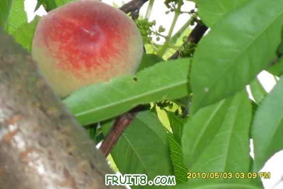 SAM_0892_СС.JPG