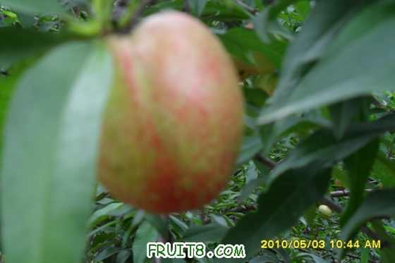 SAM_0709_СС.JPG