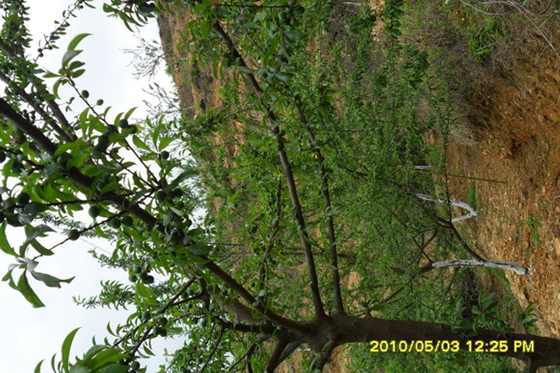 SAM_0828_��С��С.JPG