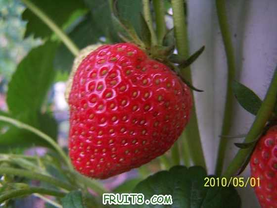 100_8540a.JPG