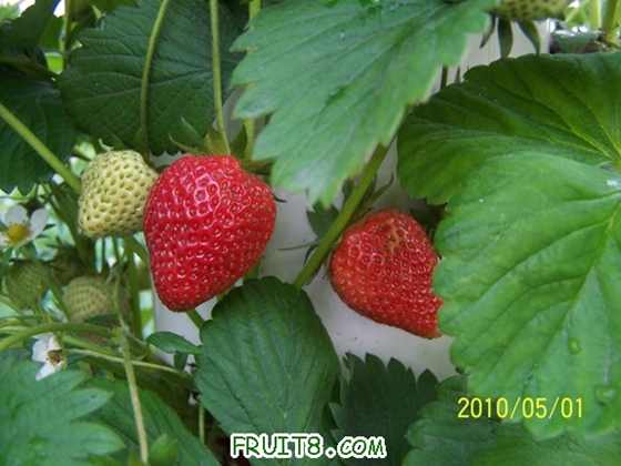 100_8536a.JPG